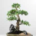 Variegated Ficus?Bonsai GS-2450311