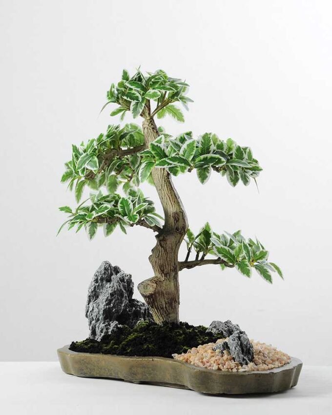 Variegated Ficus?Bonsai GS-2450311