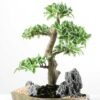 Variegated Ficus?Bonsai GS-2450311