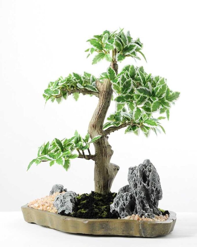 Variegated Ficus?Bonsai GS-2450311