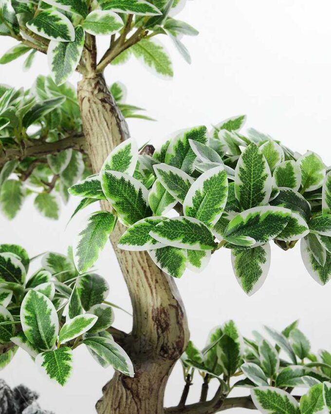 Variegated Ficus?Bonsai GS-2450311