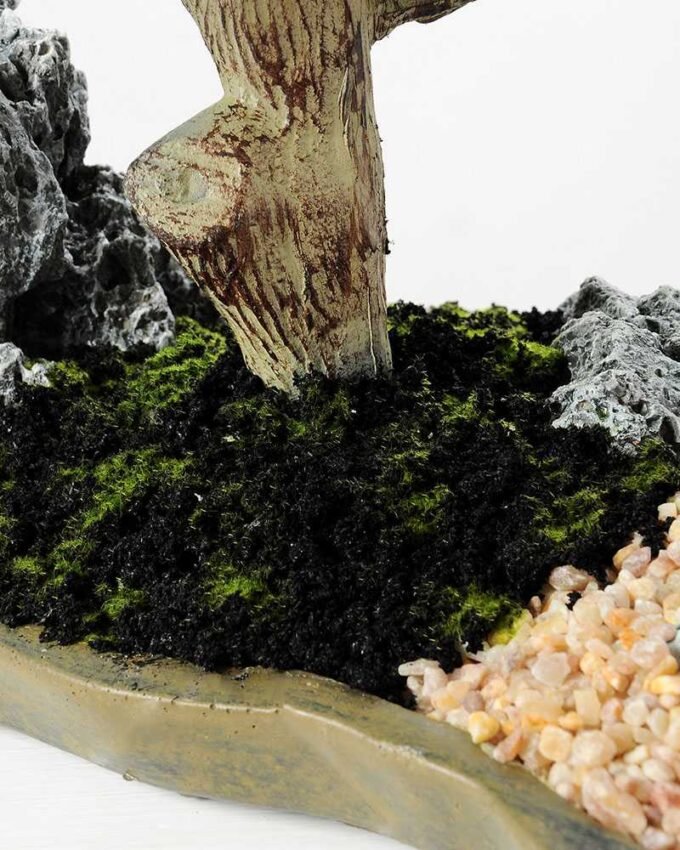 Variegated Ficus?Bonsai GS-2450311