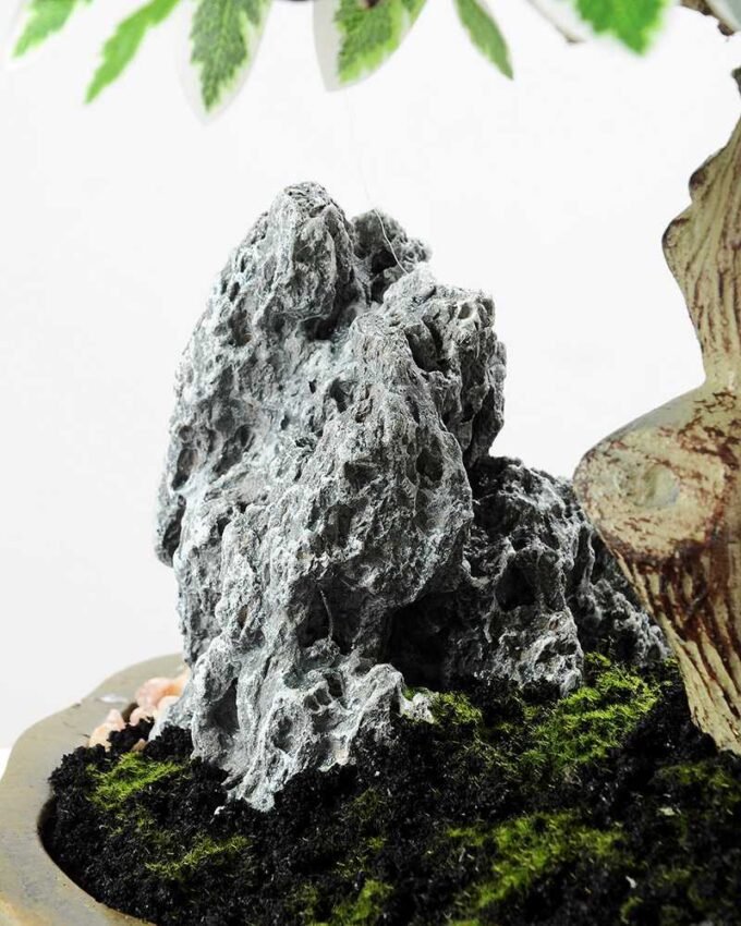 Variegated Ficus?Bonsai GS-2450311