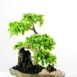 Variegated Ficus?Bonsai  H:41CM GS-2450312