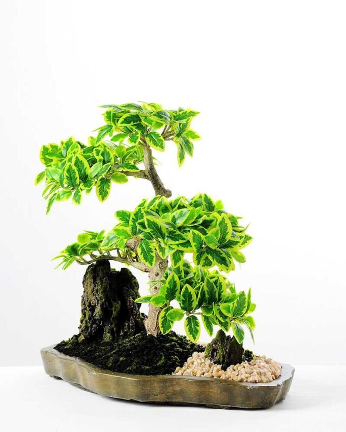 Variegated Ficus?Bonsai  H:41CM GS-2450312