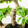 Variegated Ficus?Bonsai  H:41CM GS-2450312