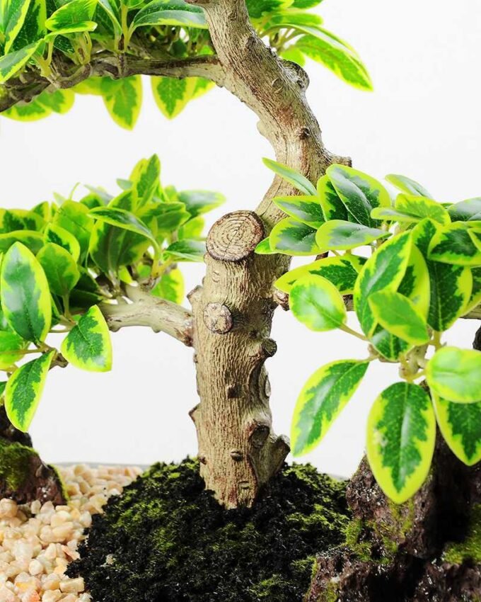 Variegated Ficus?Bonsai  H:41CM GS-2450312