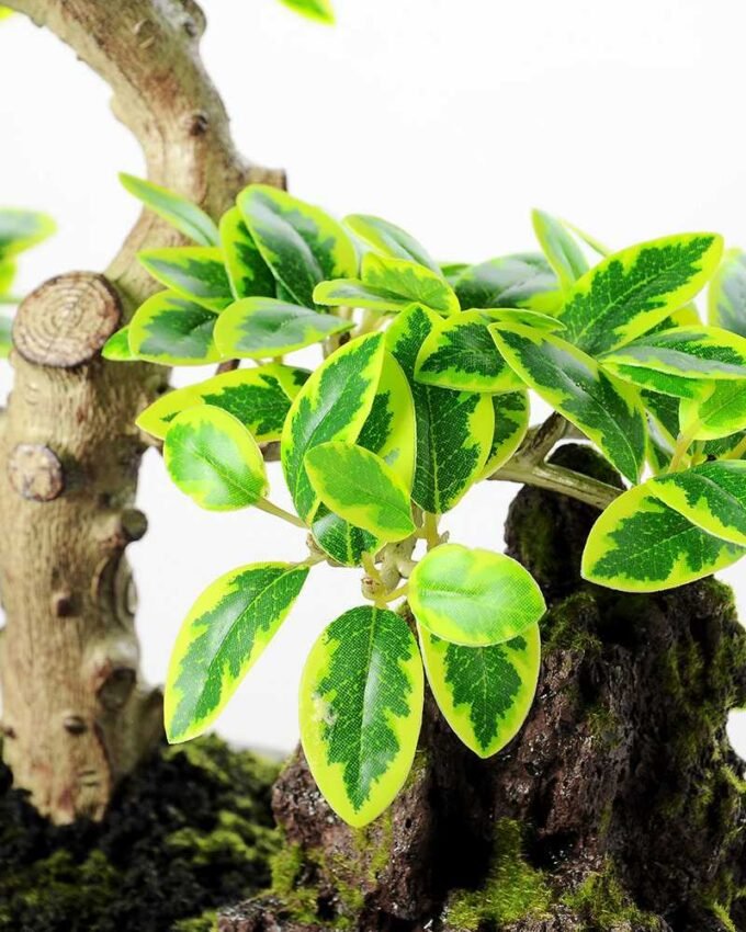 Variegated Ficus?Bonsai  H:41CM GS-2450312
