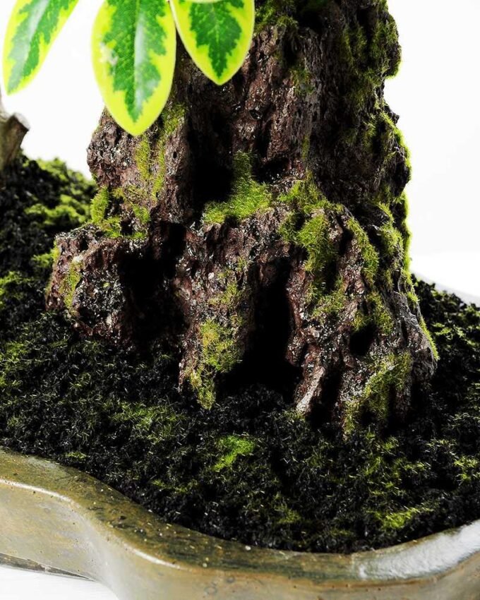 Variegated Ficus?Bonsai  H:41CM GS-2450312