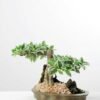 Variegated Ficus?Bonsai GS-2450313