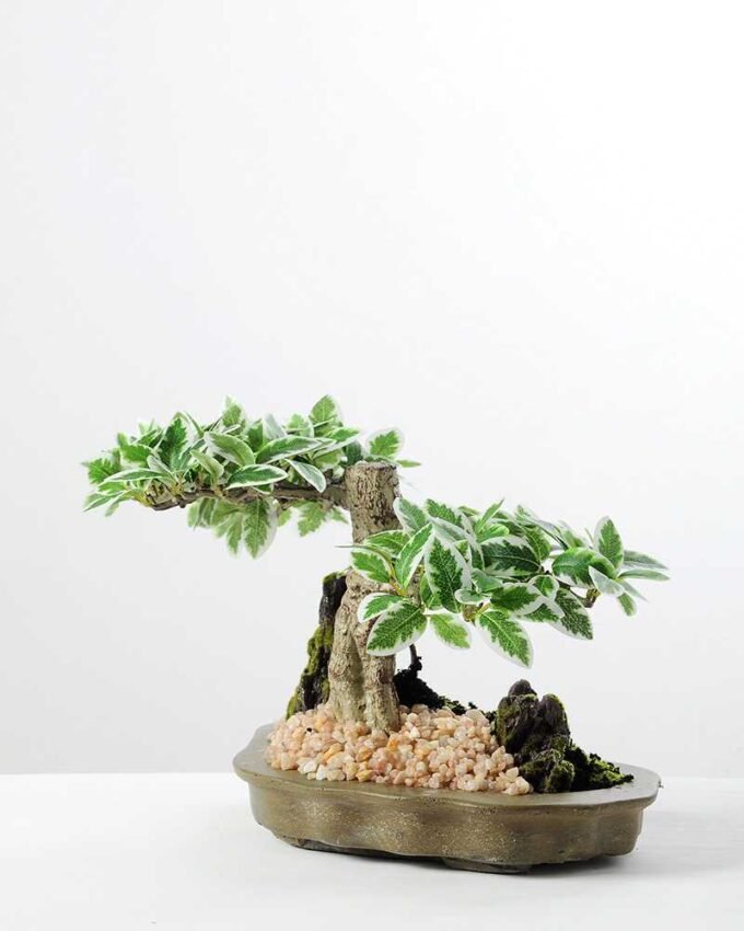 Variegated Ficus?Bonsai GS-2450313