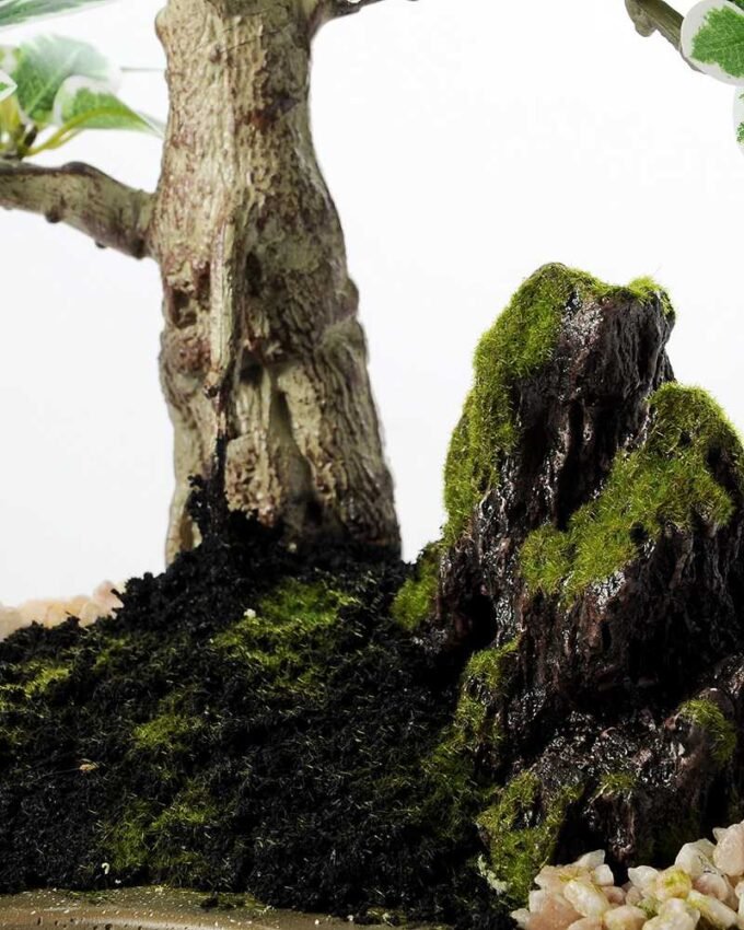 Variegated Ficus?Bonsai GS-2450313