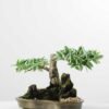 Variegated Ficus?Bonsai GS-2450313