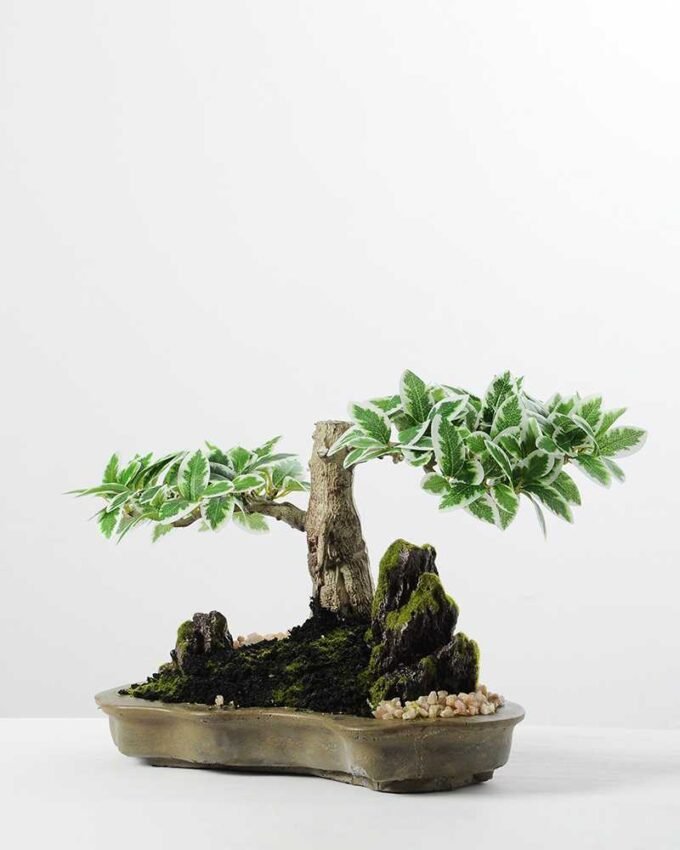 Variegated Ficus?Bonsai GS-2450313