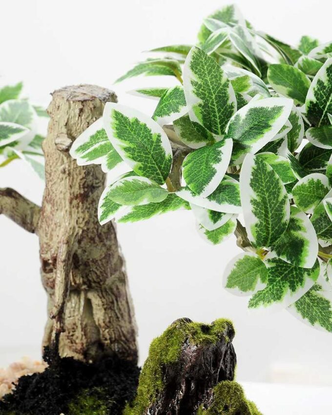 Variegated Ficus?Bonsai GS-2450313