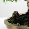 Variegated Ficus?Bonsai GS-2450313