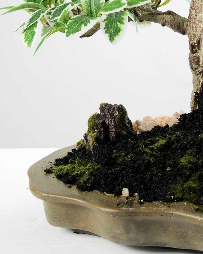 Variegated Ficus?Bonsai GS-2450313