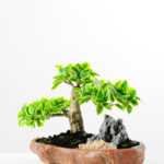 Variegated Ficus?Bonsai GS-2450314