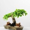 Variegated Ficus?Bonsai GS-2450315