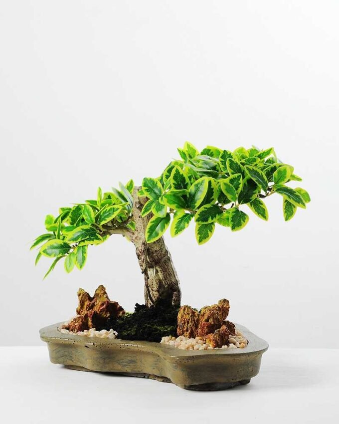 Variegated Ficus?Bonsai GS-2450315