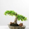 Variegated Ficus?Bonsai GS-2450315