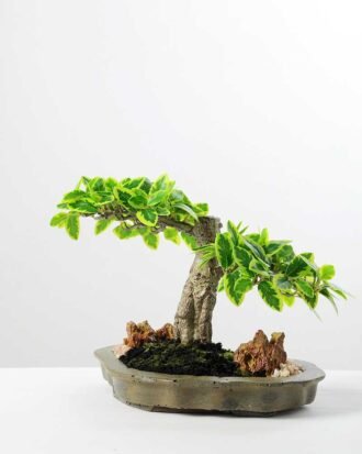 Variegated Ficus?Bonsai GS-2450315