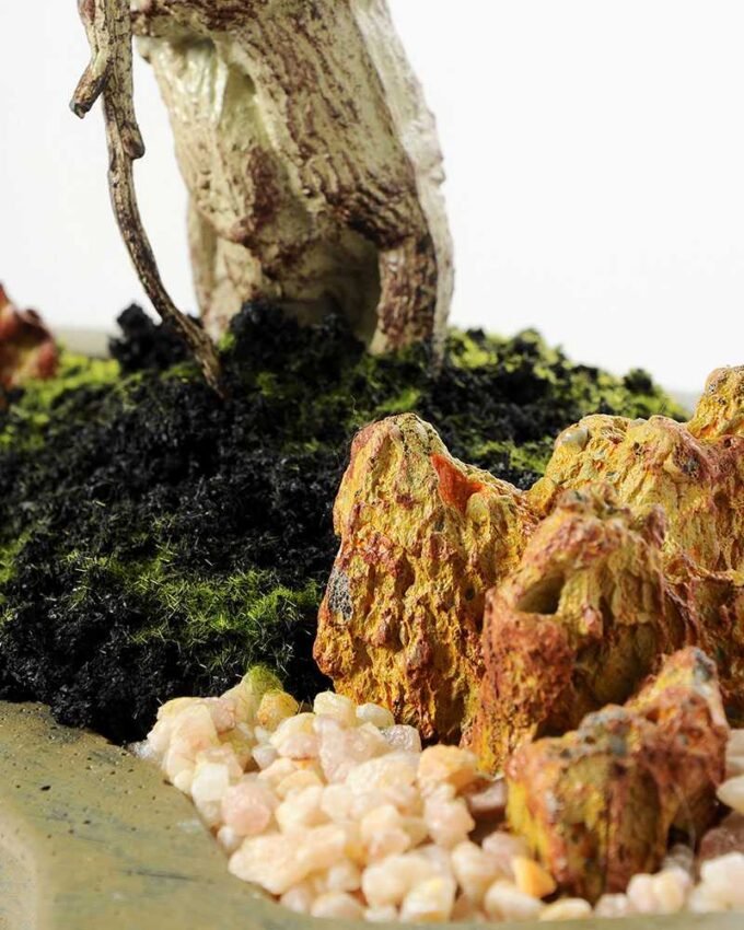 Variegated Ficus?Bonsai GS-2450315