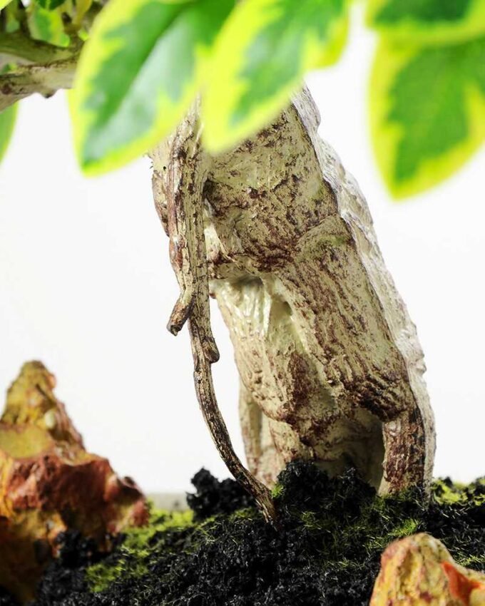 Variegated Ficus?Bonsai GS-2450315