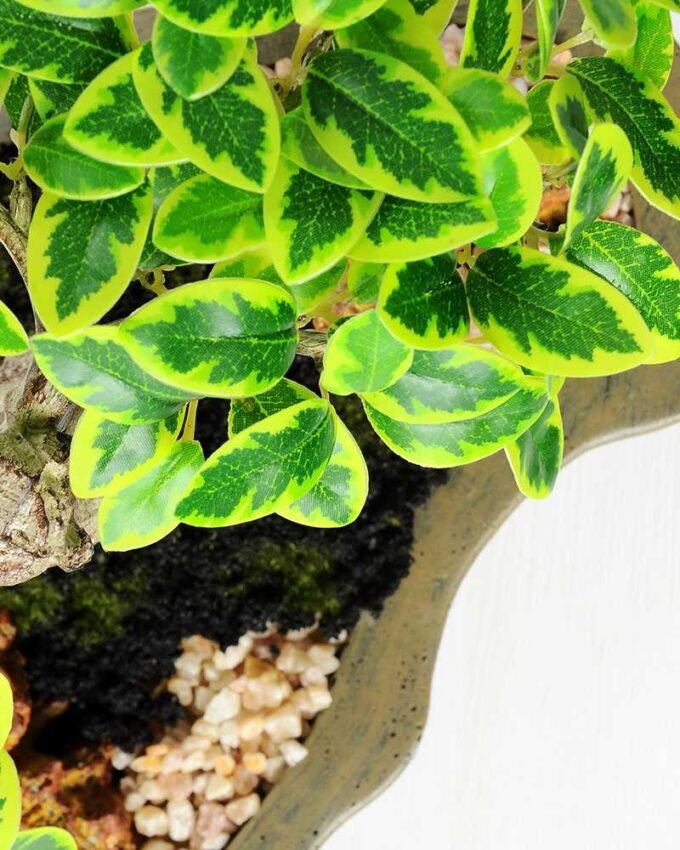 Variegated Ficus?Bonsai GS-2450315