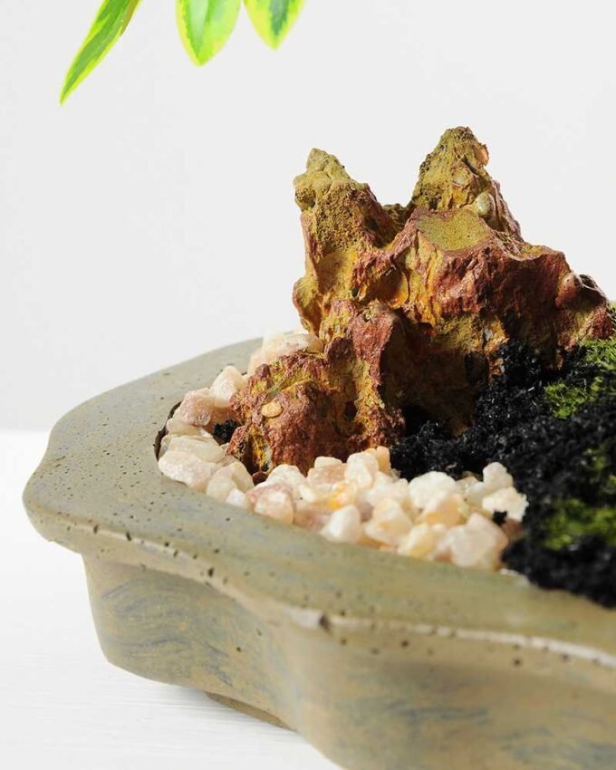 Variegated Ficus?Bonsai GS-2450315