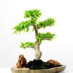 Variegated Ficus?Bonsai GS-2450316