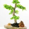 Variegated Ficus?Bonsai GS-2450316