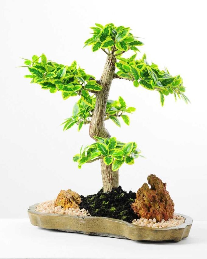Variegated Ficus?Bonsai GS-2450316