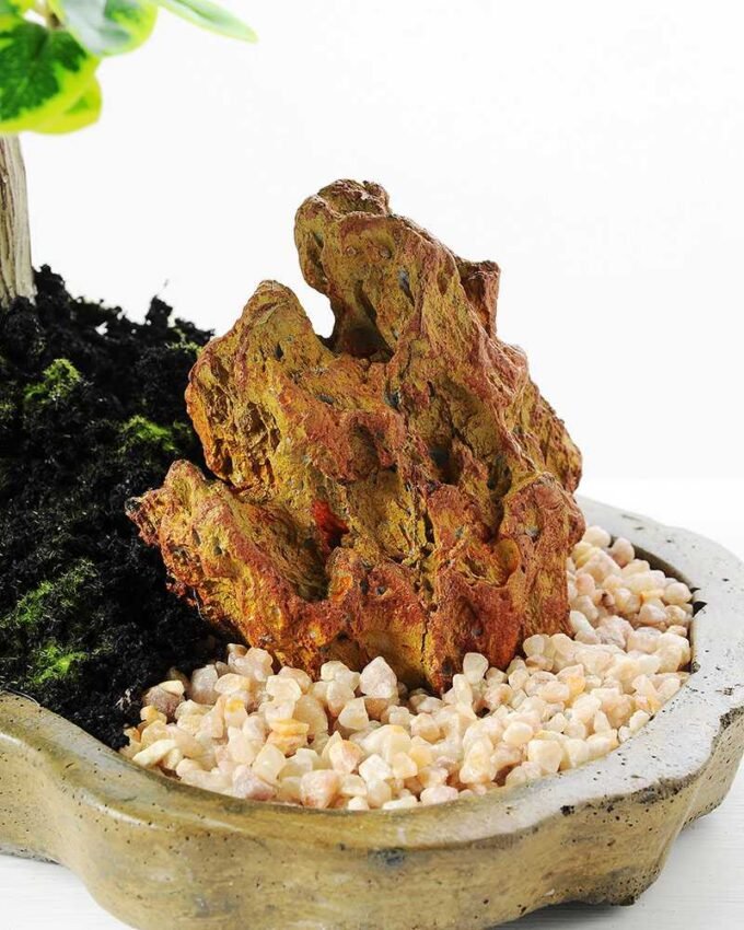 Variegated Ficus?Bonsai GS-2450316