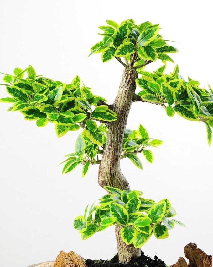 Variegated Ficus?Bonsai GS-2450316