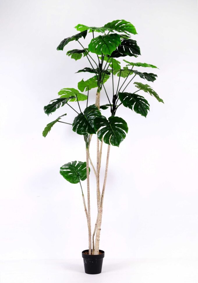 175CM Leaf of curvature GS-2450357