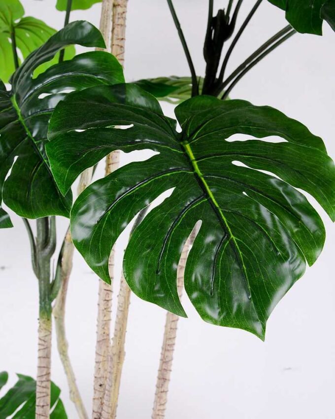 175CM Leaf of curvature GS-2450357