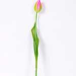 3*43CM Single Tulip GS-2450362