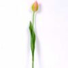 3*43CM Single Tulip GS-2450365