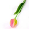 3*43CM Single Tulip GS-2450365