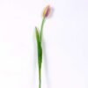 3*44CM Single Tulip GS-2450368