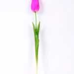 5*47CM Single Tulip GS-2450374