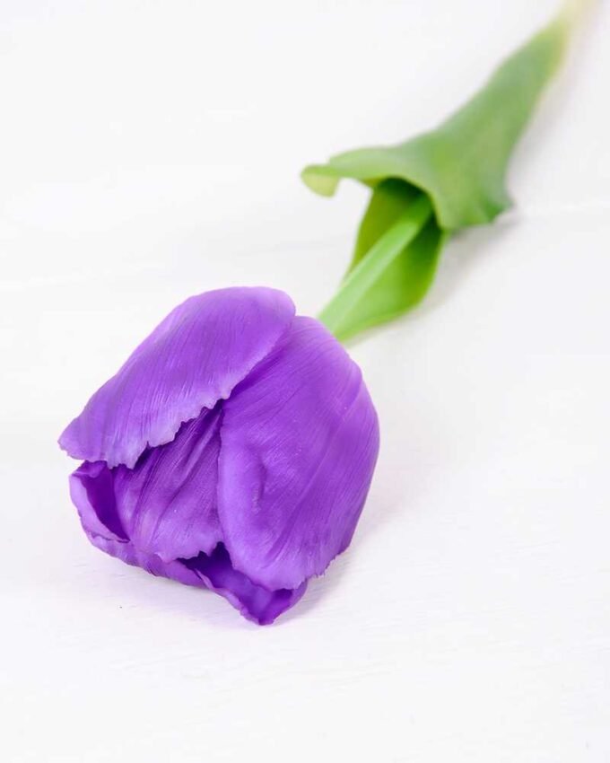 5*47CM Single Tulip GS-2450375 2 5*47CM Single Tulip GS-2450375