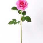 12*65CM single rose GS-2580086-P2