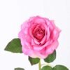 12*65CM single rose GS-2580086-P2