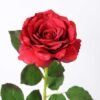 12*65CM single rose GS-2580086-R1