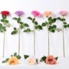 12*65CM single rose GS-2580086-R1