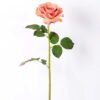 12*65CM single rose GS-2580086-S1