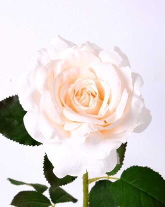 12*65CM single rose GS-2580086-W1