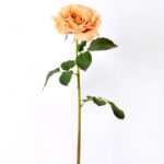 12*65CM single rose GS-2580086-Y1